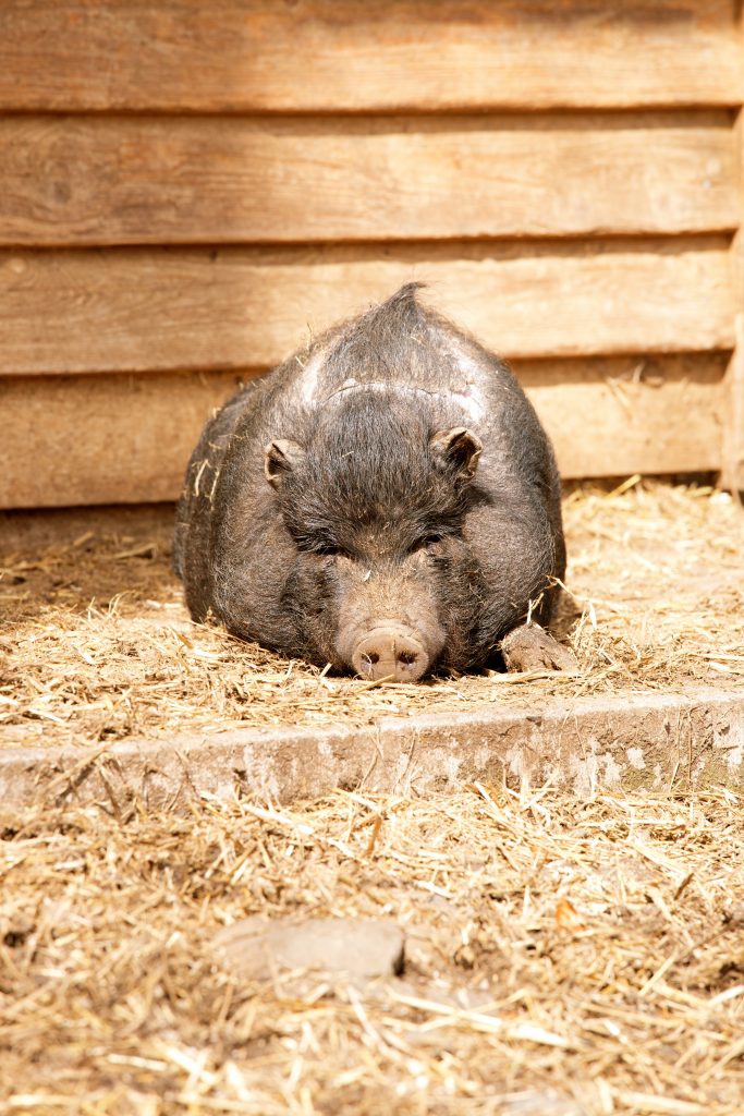 Das Bild eines Hängebauchschweins in seinem Gehege. Das Tier liegt dem Betrachter zugewandt, so dass man direkt in sein Gesicht sieht