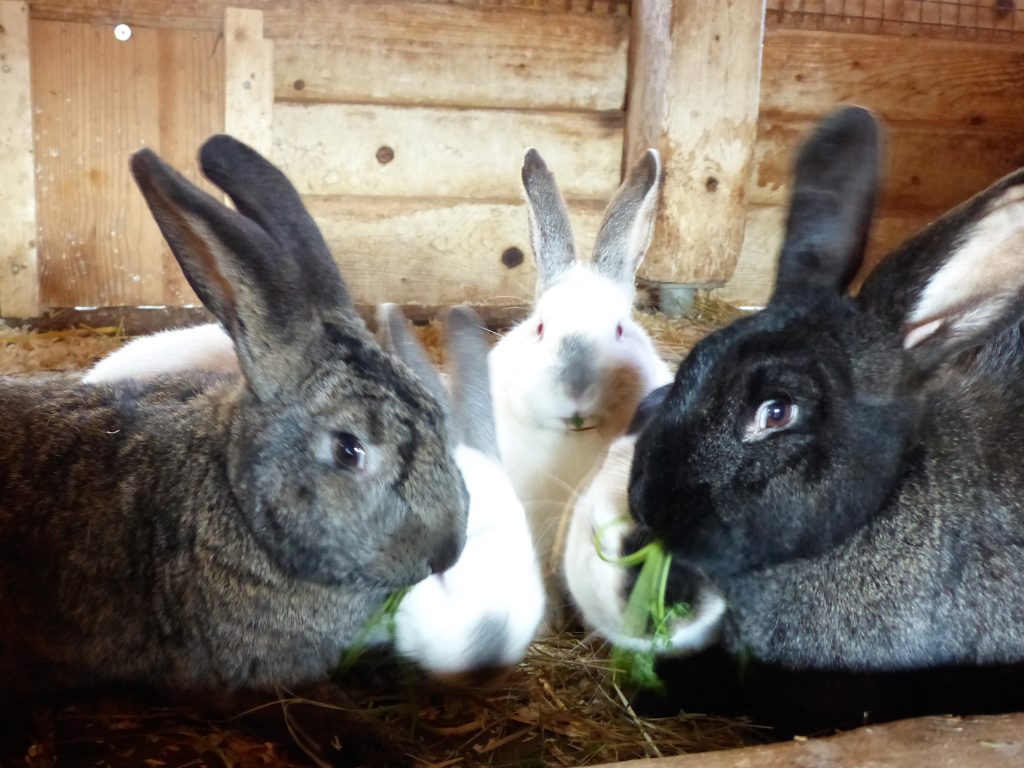 Auf dem Bild sind fünf Kaninchen zu sehen. Rechts und links im Vordergrund sind mit dunkler Fellfarbe zu sehen. Direkt hinter den beiden und in der Lücke dazwischen sieht man drei weiße Kaninchen mit dunlen Nasen und Ohren.