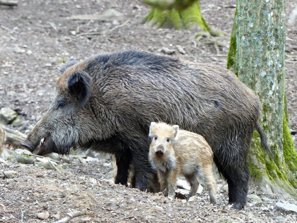 Eine Wildschweinbache mit ihrem Nachwuchs. Das Muttertier steht seitlich zum Betrachter und hat das Maul leicht geöffnet. Ihr heller gefärbter Nachwuchs im typischen Streifenlook der Frischling, sieht den Betrachter direkt an.