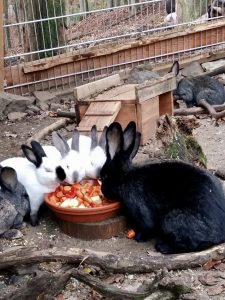 Kaninchen im Außengehege. Drei weiße Kaninchen mit dunkleren Ohren, ein graues Kaninchen am linken Bildrand und ein schwarzes Kaninchen sitzen rund um eine gut gefüllte Futterschale herum, in der Obst- und Gemüsestücke zu sehen sind. Hinter einem Häuschen weiter im Hintergrund sitzt ein weiteres graues Kaninchen, von dem aber nur Ohren und Körper zu sehen sind. Das Gesicht ist hinter dem Häuschen verborgen. Auf dem Boden des Geheges sind Äste und Steine zu sehe