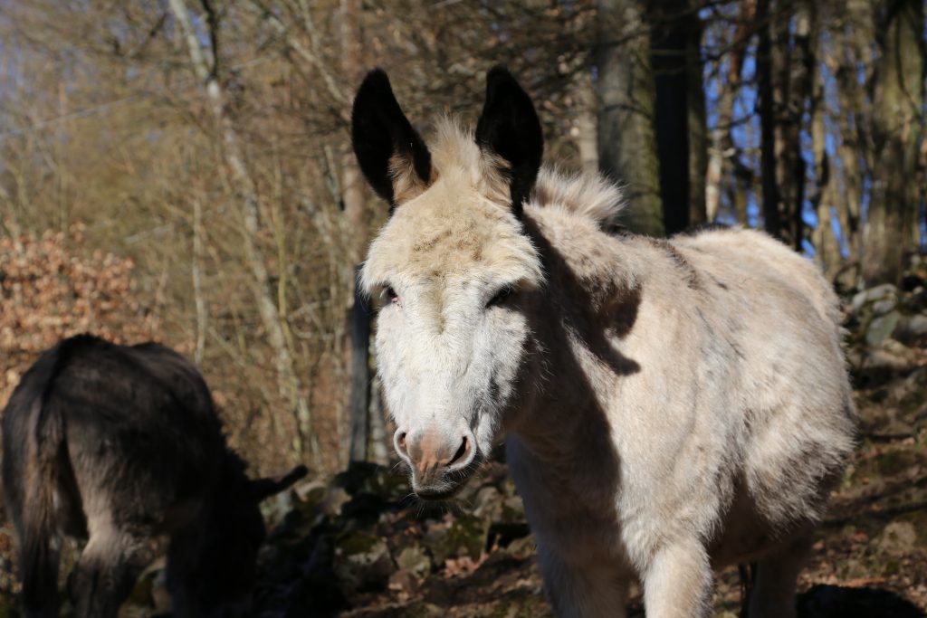 Ein weißer Esel blickt den Betrachter direkt an. Im Hintergrund sind Bäume und blauer Himmel zu sehen, sowie ein weiterer grauer Esel, der dem Betrachter den "Rücken zuwendet"