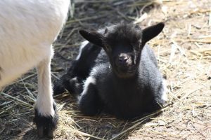 Ein schwarzes Ziegenbaby liegt auf dem Boden seines Geheges und blickt den Bildbetrachter direkt an. Am linken Bildrand ist noch ein Huf und ein Teil des Bauches einer weiteren, weißen Ziege zu sehen.