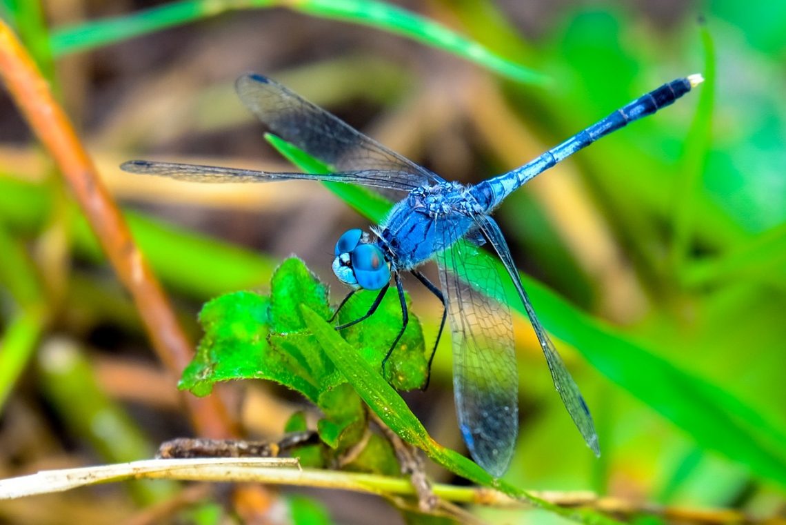 Eine blaue Libelle