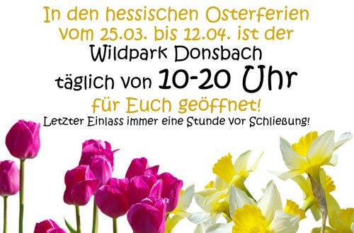 In den hessischen Osterferien vom 25.03. bis 12.04. ist der Wildpark Donsbach täglich von 10-20 Uhr für Euch geöffnet. Letzter Einlass immer eine Stunde vor Schließung
