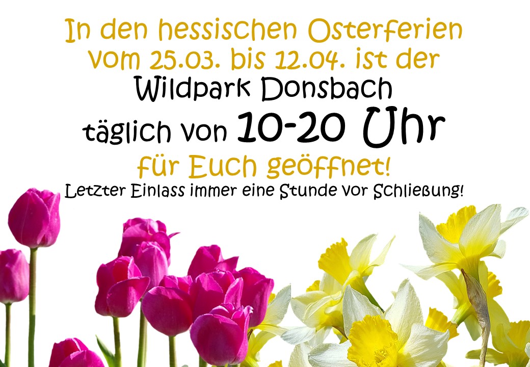 In den hessischen Osterferien vom 25.03. bis 12.04. ist der Wildpark Donsbach täglich von 10-20 Uhr für Euch geöffnet. Letzter Einlass immer eine Stunde vor Schließung