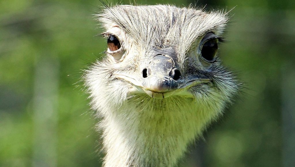 Nandu. Mit Klick aufs Bild geht´s zum YouTube Video