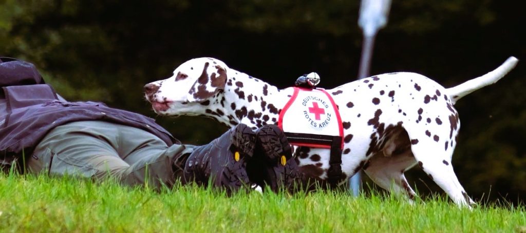 Ein Dalmatiner mit Geschirr, welches ihn als Rettungshund auszeichnet, findet eine liegende Person