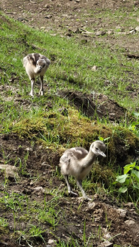 Die beiden Nanduküken im Wildpark Donsbach