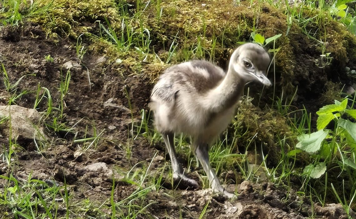 Nanduküken im Wildpark
