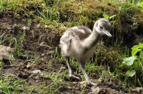 Nanduküken im Wildpark