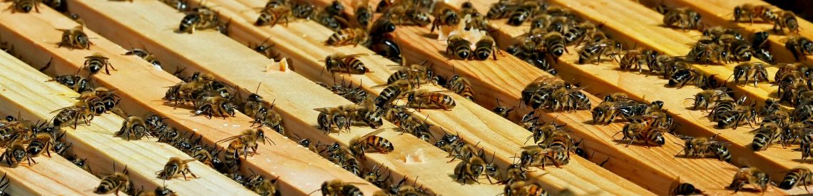 Bienen