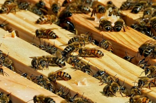 Bienen