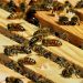 Bienen
