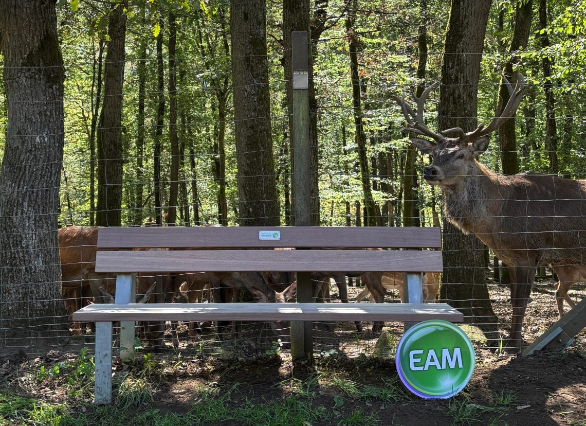 Neue Bank im Wildpark mit Hirsch im Hintergrund und EAM Logo am rechten Fuß der Bank