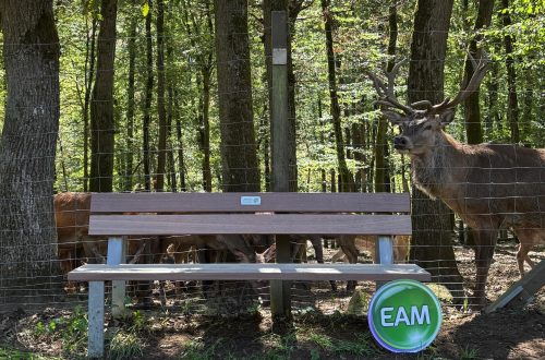 Neue Bank im Wildpark mit Hirsch im Hintergrund und EAM Logo am rechten Fuß der Bank